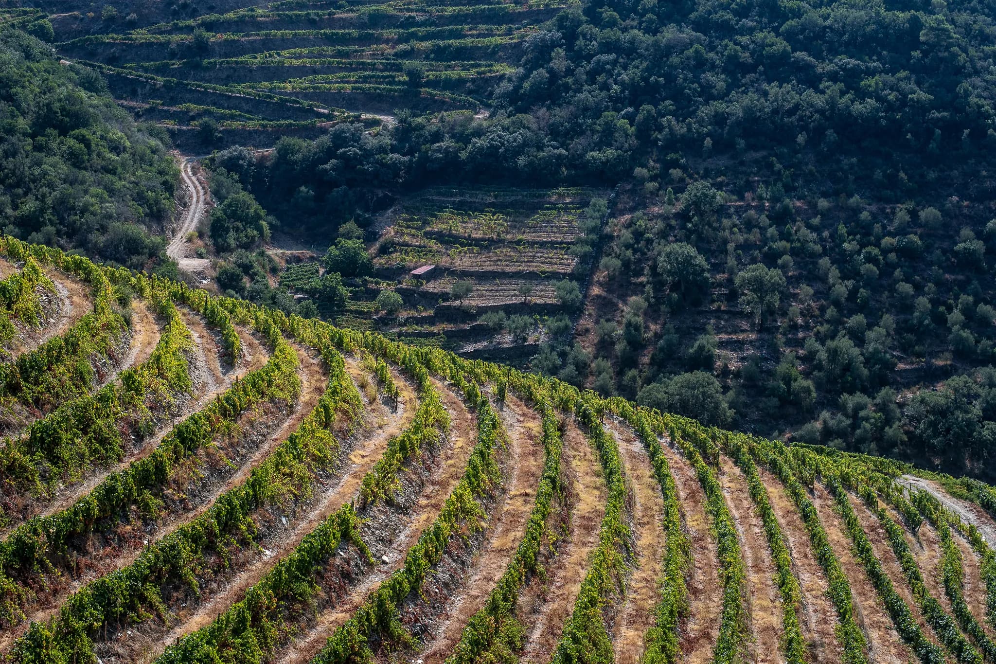 Vineyard landscape with terraced hills