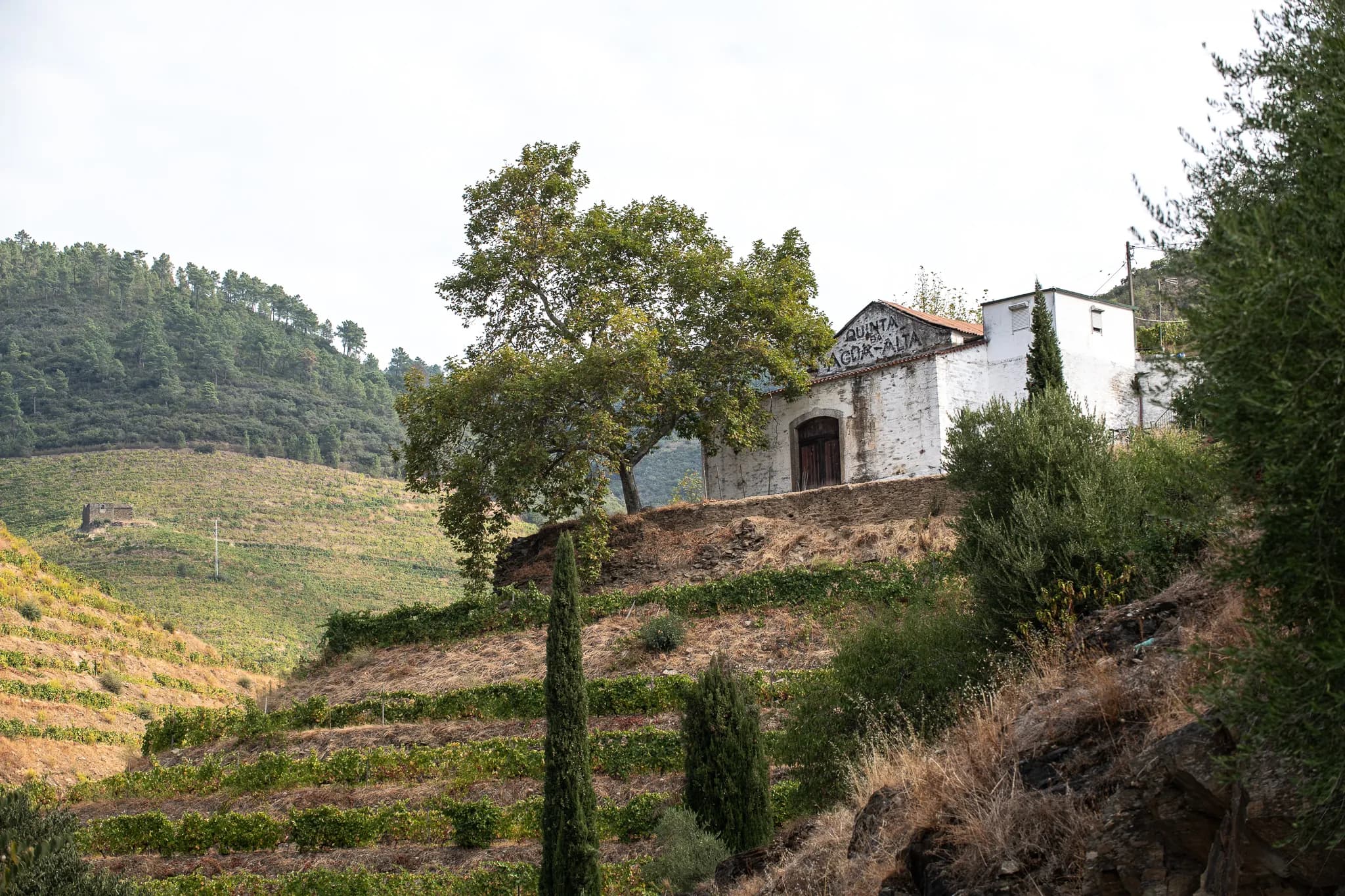 View of Quinta da Agua Alta vineyards with Douro landscape